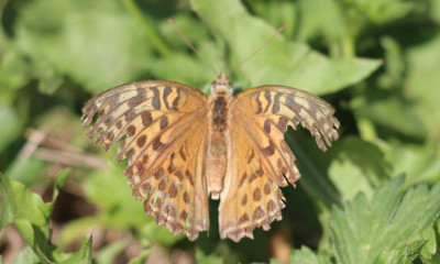 IMG_2821-2 Keizersmantel (Argynnis paphia).jpg