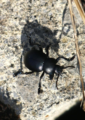 IMG_2894-2 Reuzen(blad)haan (Timarcha tenebricosa).jpg