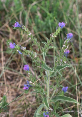 IMG_1989-2 Slangenkruid (Echium vulgare).jpg