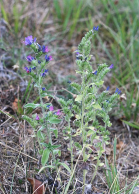 IMG_1993-2 Slangenkruid (Echium vulgare).jpg