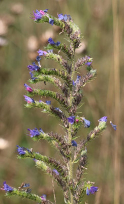 IMG_3137-2 Slangenkruid (Echium vulgare).jpg