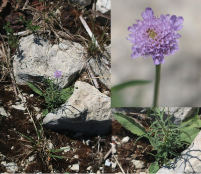 IMG_2608-2 Duifkruid (Scabiosa columbaria).jpg