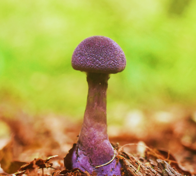 violette gordijnzwam2.png