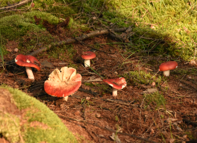 Appelrussula.....png