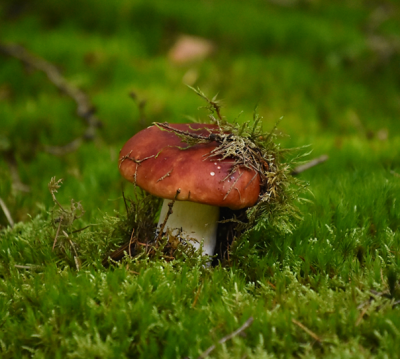 appelrussula1.png