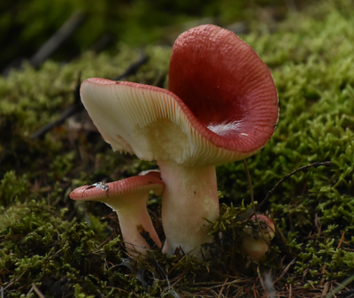 appelrussula3.png