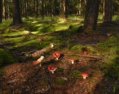 appelrussula5.png