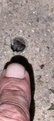 IMG20240919210107.jpg