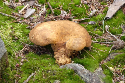 Zwartvoetkrulzoom