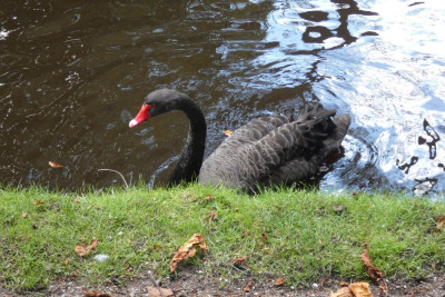 Zwarte zwaan