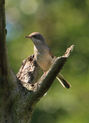 Canon EOS 70D 1197x1645_203125.jpg