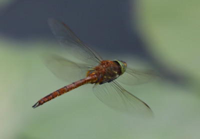 Canon EOS 70D 1871x1299_203079.jpg
