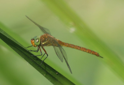 Canon EOS 70D 1922x1323_203080.jpg