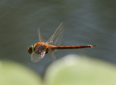 Canon EOS 70D 1777x1297_203147.jpg