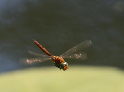 Canon EOS 70D 1928x1428_203148.jpg