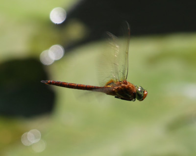 Canon EOS 70D 1953x1550_203149.jpg