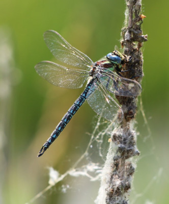 Canon EOS 70D 1221x1473_203093.jpg