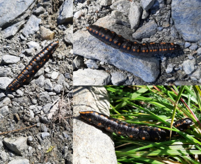 20220816_113503 Grijze monnik (Cucullia lucifuga) rups-2.jpg