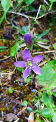 20220818_122945 Duitse gentiaan (Gentianella germanica).jpg