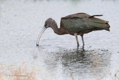 ZwarteIbis-049081.JPG