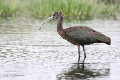 ZwarteIbis-049127.JPG