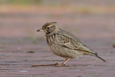 Kuifleeuwerik2-006329.JPG