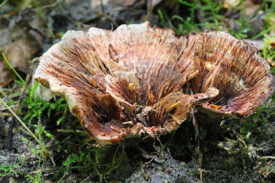 Stekelzwam-050396.JPG