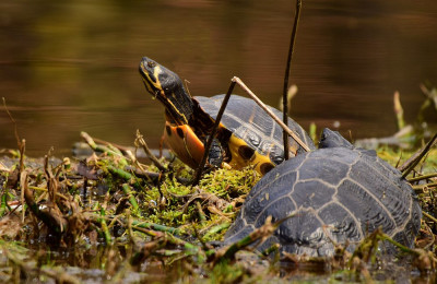 sized_Geelwang schildpad Den Tus 31.03.2018.JPG