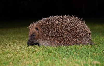 sized_egel.JPG