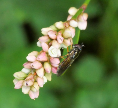 P1023514kopie.JPG