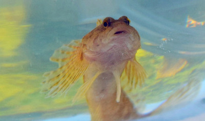 sized_Rivierdonderpad.JPG