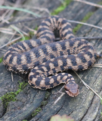 IMG_2149-2 Aspisadder (Vipera aspis).JPG