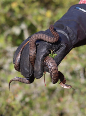 IMG_2024-2 Aspisadder (Vipera aspis).JPG