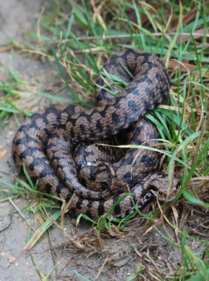 IMG_1762-2 Aspisadder (Vipera aspis).JPG