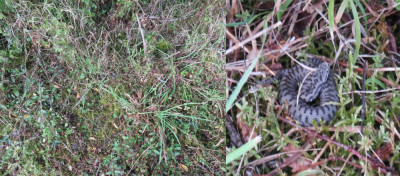 IMG_4586-2 Aspisadder (Vipera aspis).jpg