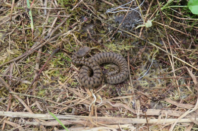 IMG_4606-2 Aspisadder (Vipera aspis).JPG