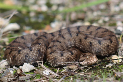 IMG_2312-2 Aspisadder (Vipera aspis).JPG