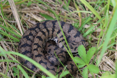 IMG_2385-2 Aspisadder (Vipera aspis).JPG