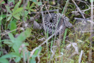 IMG_2152-2 Aspisadder (Vipera aspis).JPG