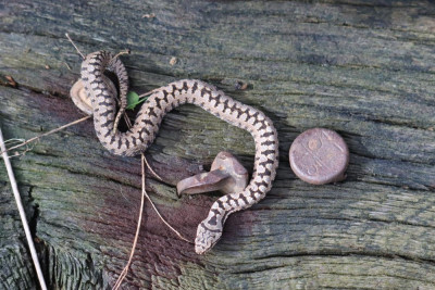 IMG_2128-2 Aspisadder (Vipera aspis).JPG