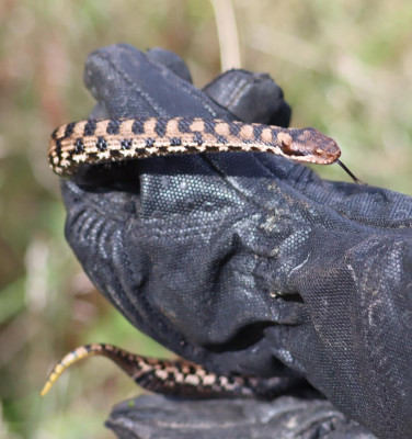 IMG_2140-2 Aspisadder (Vipera aspis).JPG