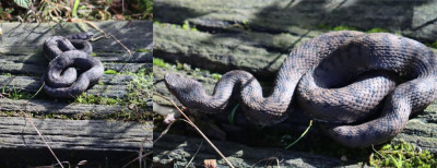 IMG_1996-2 Aspisadder (Vipera aspis).jpg