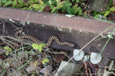 IMG_2072-2 Aspisadder (Vipera aspis).JPG