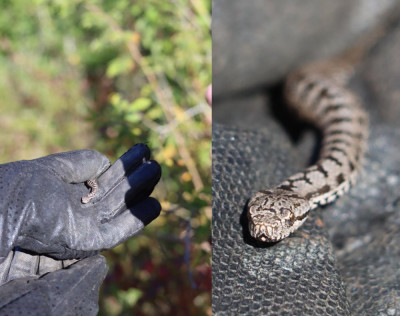 IMG_1917-2 Aspisadder (Vipera aspis).jpg