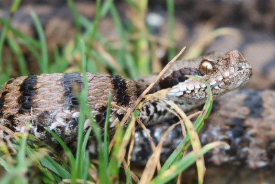 IMG_1777-2 Aspisadder (Vipera aspis).JPG