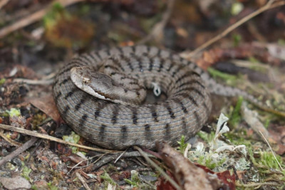 IMG_1693-2 Aspisadder (Vipera aspis).JPG