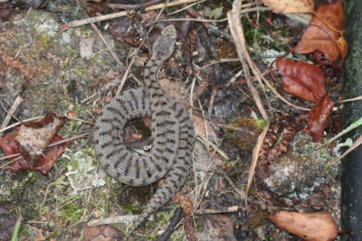 IMG_1684-2 Aspisadder (Vipera aspis).JPG