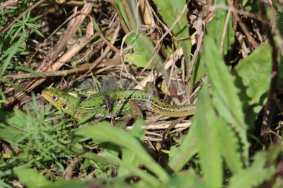 IMG_2262-2 Westelijke smaragdhagedis (Lacerta bilineata).JPG