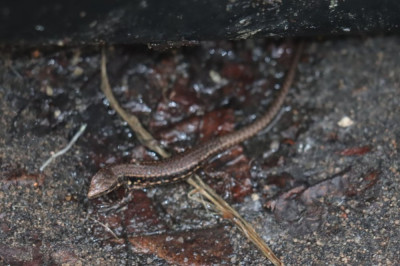 IMG_1697-2 Muurhagedis (Podarcis muralis).JPG