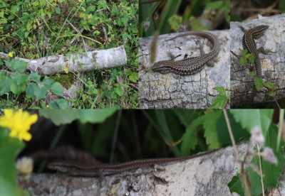 IMG_2281-2 Muurhagedis (Podarcis muralis).jpg